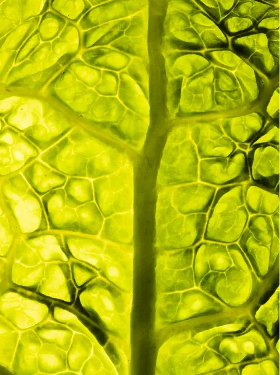Chlorella