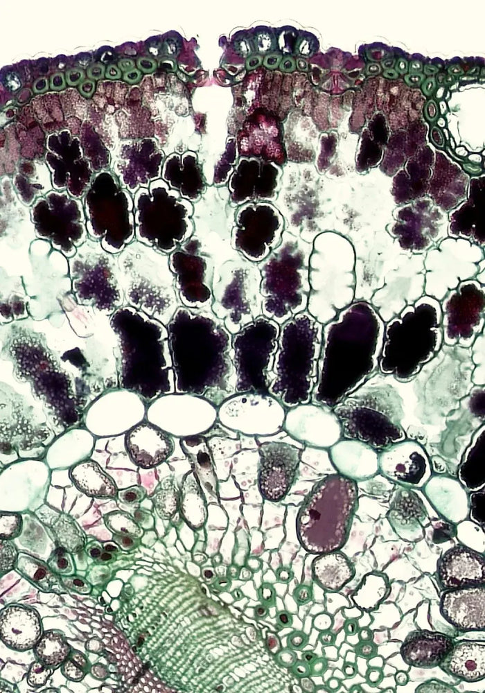 Lactobacillus Plantarum
