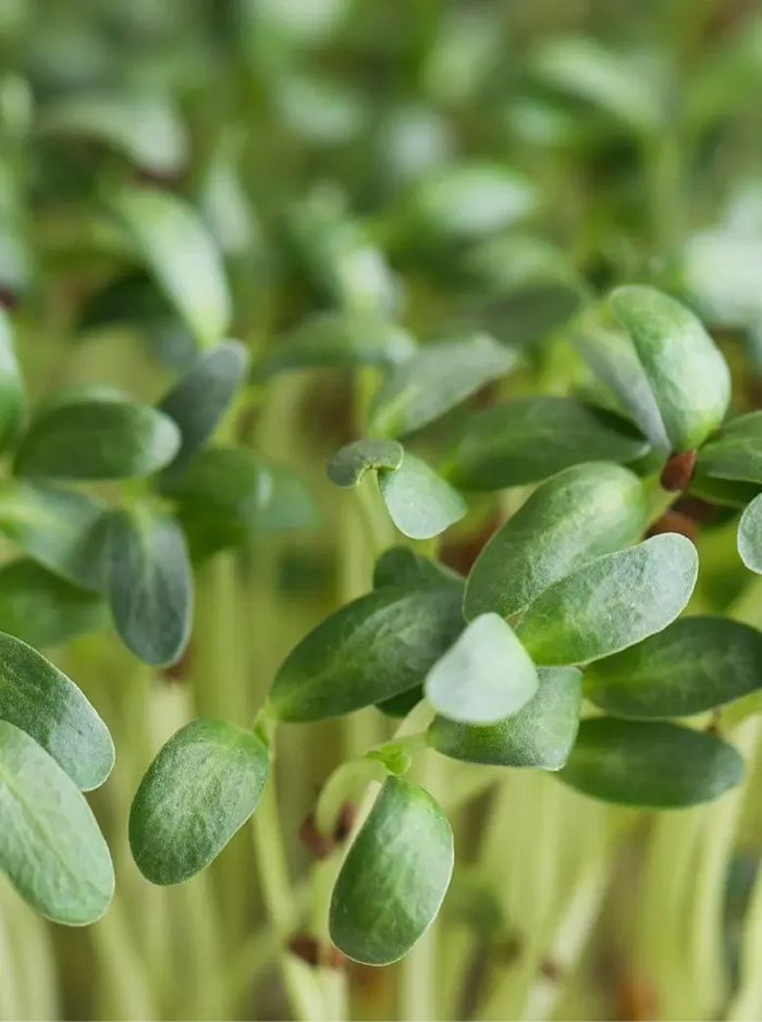 Fenugreek